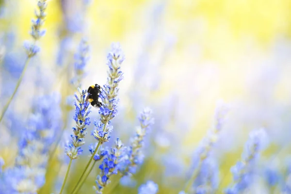 라벤더 과뿌연 자연의 배경에 Floral 배경아름다운 라벤더 Nature Bumble Bee — 스톡 사진