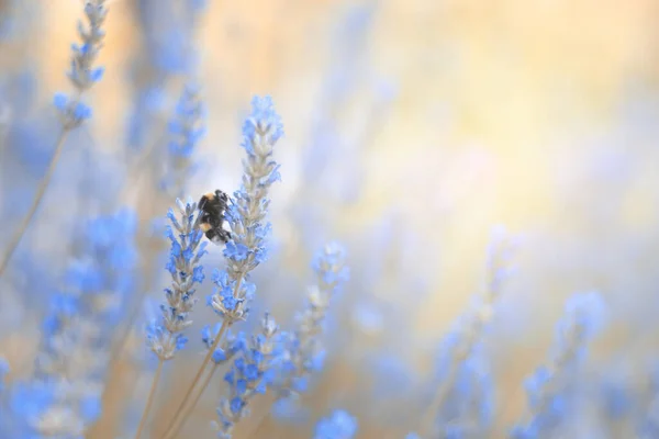 薰衣草花在模糊的自然背景下生长开花 花卉背景美丽的薰衣草花和蜜蜂自然 熏衣草上的蜜蜂 摘要来源 — 图库照片