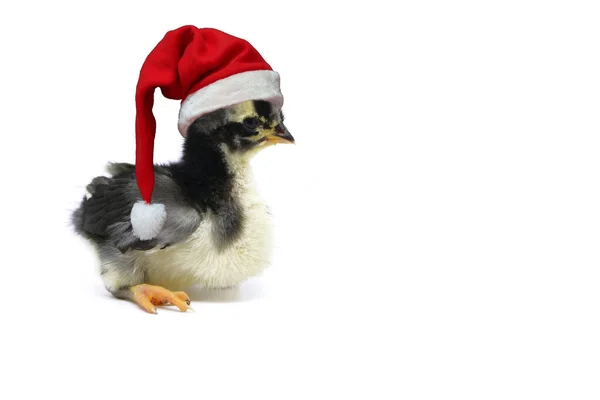 Chick Christmas Noël Poussin Isolé Sur Fond Blanc — Photo