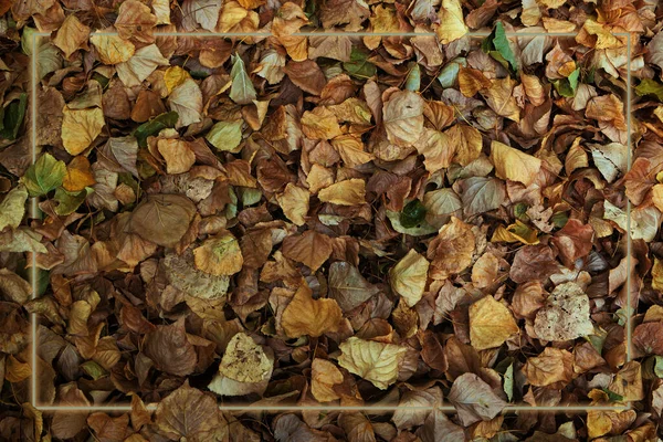 Listoví Podzimu Textura Suchými Listy — Stock fotografie