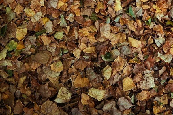 Loof Herfst Textuur Met Droge Bladeren — Stockfoto