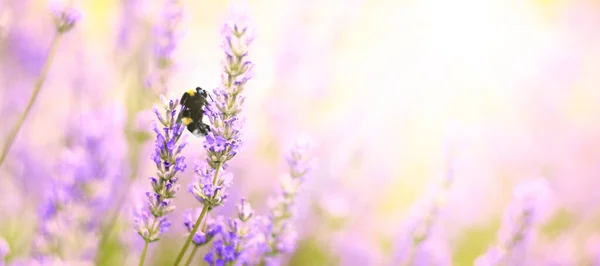 Lavendelblumen Pflanzen Und Blühen Auf Verschwommenem Naturhintergrund Floraler Hintergrund Schöne Stockbild