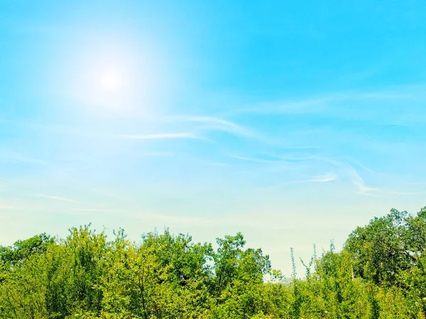 Grüne Bäume Natur Gegen Schönen Blauen Himmel Wolke Sonnigen Tag — Stockfoto