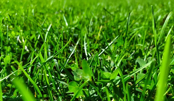 Green Grass Meadow Background Texture Green Grass Meadow Field — Stock Photo, Image