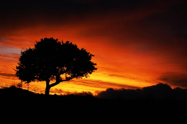 Uma Silhueta Árvore Pôr Sol Africano Pôr Sol Amarelo Vermelho — Fotografia de Stock