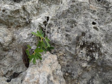 Doğanın Sanatı: Rock Setting 'de küçük incir ağacı bonsai. Huzur Büyümesi: Kayaların Arasındaki İncir Ağacı Bonsai.