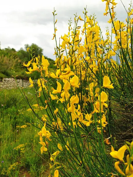 Bu resim çiçek açan bir süpürge çalısını (muhtemelen Spartium ormanı veya benzer bir türü) betimlemektedir. Çiçekler parlak ve yoğun sarı, sayısız ve bitkinin ince yeşil dalları boyunca gruplandırılmış.
