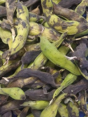 Taze hasat edilmiş bakla çekirdekleri bir tarım ürünü olarak sergileniyor. Akdeniz mutfağında ve mevsimsel çiftçilikte yaygın olarak kullanılan doğal olgunluk ve renk çeşitlerini gösteren geniş fasulyeler..