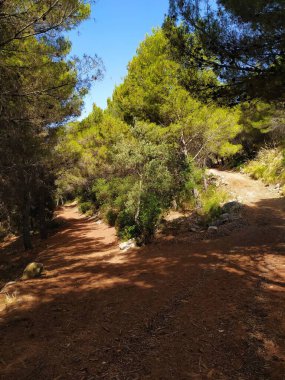 Yeşil çam ağaçları ve mavi gökyüzü ile çevrili çatallı orman yolu.