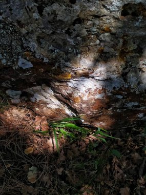 Güneş ışığı bir kayanın dramatik bir kısmını ormanlık bir ortamda aydınlatmak için kalın gölgeyi deler. Kaya, yosun ve paslı tonları ile beyaz ve sarı liken ile kaplıdır..