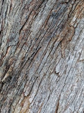 Abstract Tree Background: Rough Surface with Cracks and Diagonal Grooves.Natural Material: Diagonal Pattern of Grayish Bark with Deep Detail.
