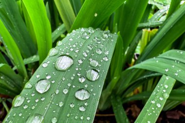 Sabah yağmurundan sonra yapraklardaki yağmur damlaları