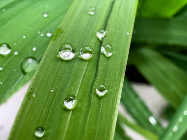 Regentropfen Auf Blättern Nach Frühmorgendlichem Regen — Stockfoto