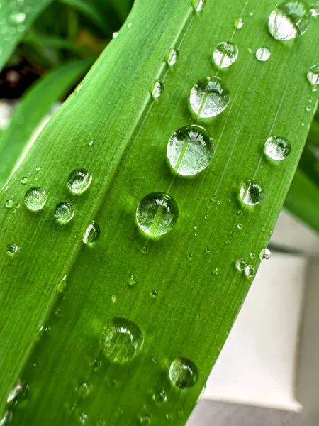 Regentropfen Auf Blättern Nach Frühmorgendlichem Regen — Stockfoto