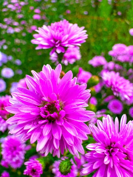 Landschaft Kosmos Blumen Blühen Garten Mit Blauem Himmel Schöne Blumen — Stockfoto