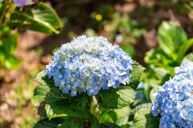 Mor, mavi, pembe ortanca çiçekleri. Bahçedeki ev çok güzel..