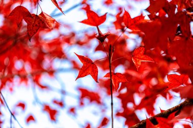 Akçaağaç ağacının altında bulanık arka planda sonbahar renkli kırmızı akçaağaç yaprağı