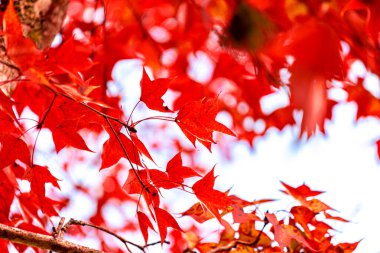 Akçaağaç ağacının altında bulanık arka planda sonbahar renkli kırmızı akçaağaç yaprağı
