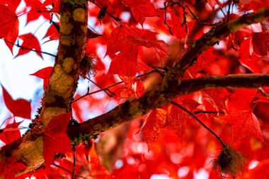 Akçaağaç ağacının altında bulanık arka planda sonbahar renkli kırmızı akçaağaç yaprağı
