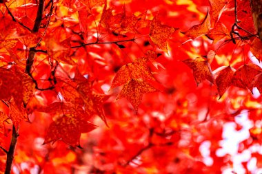 Akçaağaç ağacının altında bulanık arka planda sonbahar renkli kırmızı akçaağaç yaprağı