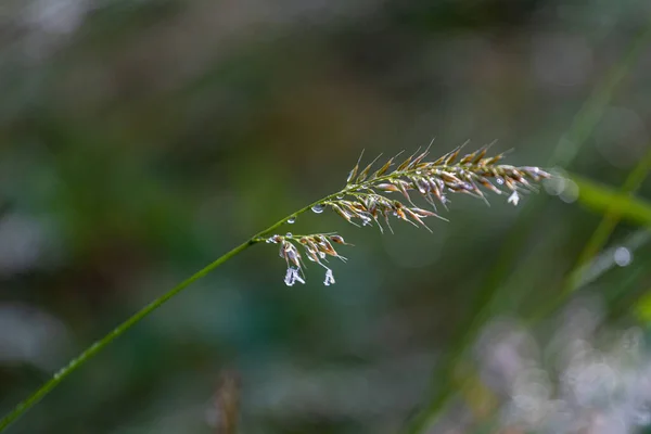 Green Grass Dew Drops Leaves Natural Light — Stock Photo, Image