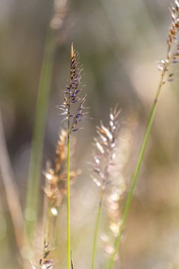 Dağ otlarının güzel, yumuşak odağı, rüzgarda esen saplar altın günbatımı ışığında, arka planda bulanık dağ, fotokopi alanı, doğa çimen konsepti