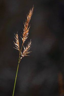 Dağ otlarının güzel, yumuşak odağı, rüzgarda esen saplar altın günbatımı ışığında, arka planda bulanık dağ, fotokopi alanı, doğa çimen konsepti