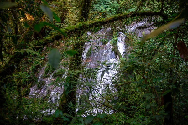 Mousse Verte Dans Forêt Fond Naturel — Photo