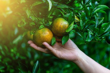 Portakallar yeşil bahçedeki portakal ağacında yenmeye hazır..