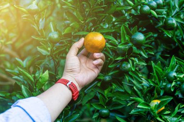 Portakallar yeşil bahçedeki portakal ağacında yenmeye hazır..