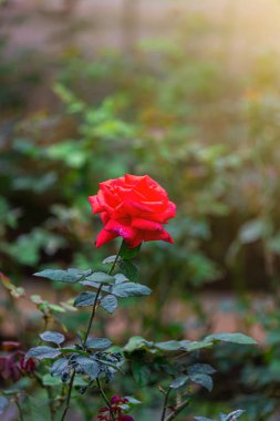 Yeşil bahçede güzel kırmızı gül çiçekleri