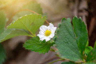 Meyveli çilek ağacı taze kırmızı çilek Dağın tepesindeki bahçede büyük meyve