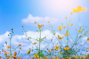 Bahçede büyüyen güzel çiçekler