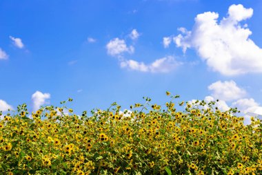 Mavi gökyüzünde açan ayçiçeği, Tayland dağlarında gün doğumunda ekilen ayçiçeği. 