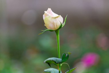 Bahçede çiçek açan güzel beyaz bir gül.