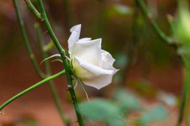 Bahçede çiçek açan güzel beyaz bir gül.
