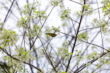 Beyaz Sakura çiçekleri Doi Ang Khang 'da, Chiang Mai Tayland' da, Sakura Tayland 'da