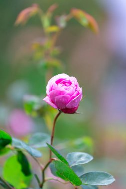 Bahçede çiçek açan güzel pembe bir gül.