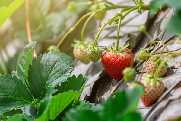 Fruitful strawberry tree fresh red strawberry Big fruit in the garden on the top of the mountain