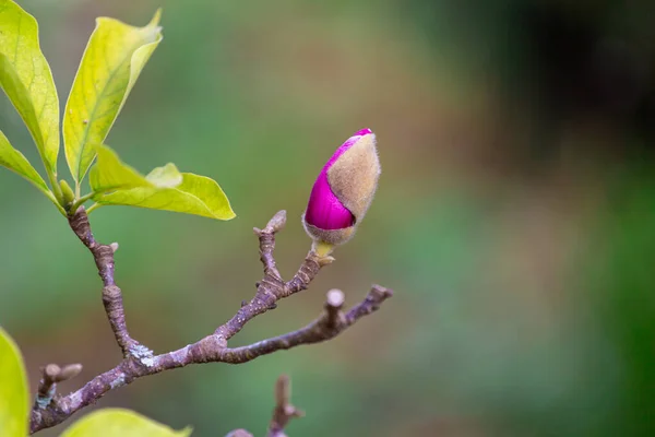 Hermosas Flores Magnolia Rosa Sobre Fondo Verde Naturaleza — Foto de Stock