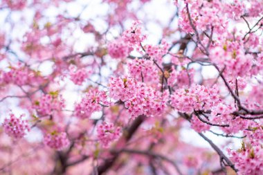 Mavi gökyüzünün altındaki ağaçta pembe kiraz çiçeği (Sakura), parkta bahar mevsiminde güzel Sakura çiçekleri, Japonya 'da güzel bir bahar arkaplanı (Yumuşak odak, Doku Arkaplanı))