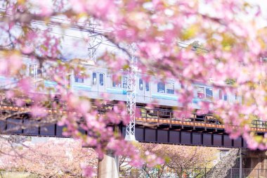 Mavi gökyüzünün altındaki ağaçta pembe kiraz çiçeği (Sakura), parkta bahar mevsiminde güzel Sakura çiçekleri, Japonya 'da güzel bir bahar arkaplanı (Yumuşak odak, Doku Arkaplanı))