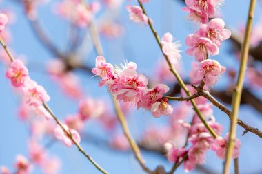 Mavi gökyüzünün altındaki ağaçta pembe kiraz çiçeği (Sakura), parkta bahar mevsiminde güzel Sakura çiçekleri, Japonya 'da güzel bir bahar arkaplanı (Yumuşak odak, Doku Arkaplanı))