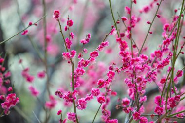 Mavi gökyüzünün altındaki ağaçta pembe kiraz çiçeği (Sakura), parkta bahar mevsiminde güzel Sakura çiçekleri, Japonya 'da güzel bir bahar arkaplanı (Yumuşak odak, Doku Arkaplanı))