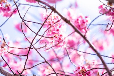 Mavi gökyüzünün altındaki ağaçta pembe kiraz çiçeği (Sakura), parkta bahar mevsiminde güzel Sakura çiçekleri, Japonya 'da güzel bir bahar arkaplanı (Yumuşak odak, Doku Arkaplanı))