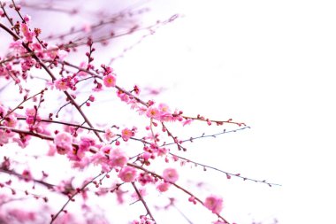 Mavi gökyüzünün altındaki ağaçta pembe kiraz çiçeği (Sakura), parkta bahar mevsiminde güzel Sakura çiçekleri, Japonya 'da güzel bir bahar arkaplanı (Yumuşak odak, Doku Arkaplanı))