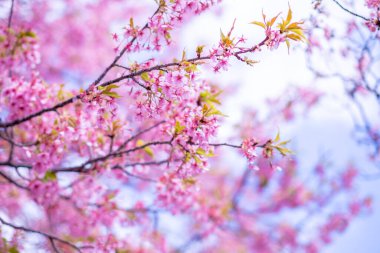 Mavi gökyüzünün altındaki ağaçta pembe kiraz çiçeği (Sakura), parkta bahar mevsiminde güzel Sakura çiçekleri, Japonya 'da güzel bir bahar arkaplanı (Yumuşak odak, Doku Arkaplanı))
