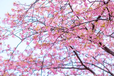 Mavi gökyüzünün altındaki ağaçta pembe kiraz çiçeği (Sakura), parkta bahar mevsiminde güzel Sakura çiçekleri, Japonya 'da güzel bir bahar arkaplanı (Yumuşak odak, Doku Arkaplanı))