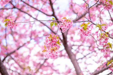 Mavi gökyüzünün altındaki ağaçta pembe kiraz çiçeği (Sakura), parkta bahar mevsiminde güzel Sakura çiçekleri, Japonya 'da güzel bir bahar arkaplanı (Yumuşak odak, Doku Arkaplanı))