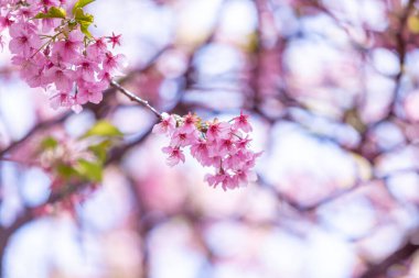 Mavi gökyüzünün altındaki ağaçta pembe kiraz çiçeği (Sakura), parkta bahar mevsiminde güzel Sakura çiçekleri, Japonya 'da güzel bir bahar arkaplanı (Yumuşak odak, Doku Arkaplanı))